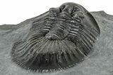 Thysanopeltis Trilobite - Boudib, Morocco #252399-5